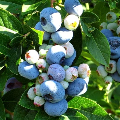 Голубика ВЕЙМУТ в Череповце