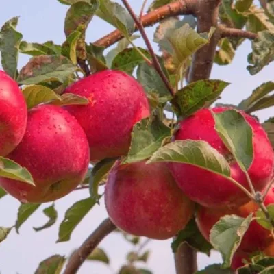 Яблоня РОЖДЕСТВЕНСКОЕ в Череповце