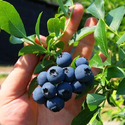 Голубика НОРТ КАНТРИ в Череповце