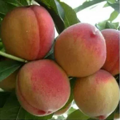 Персик ТУРИСТ в Череповце