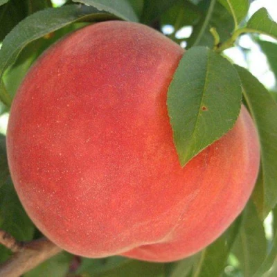 Персик МАЙСКИЙ ЦВЕТОК в Череповце