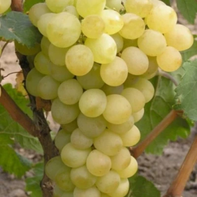 Виноград АВГУСТИН в Череповце