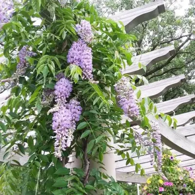 Глициния макростахия БЛЮ МУН в Череповце