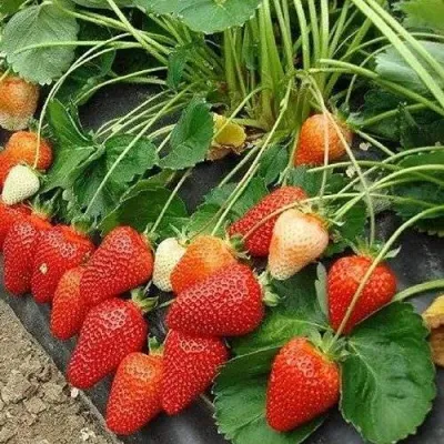 Клубника РОКСАНА в Череповце