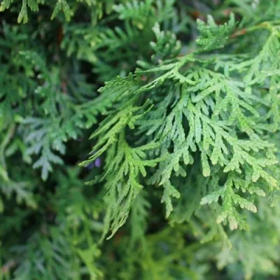 Туя ПИРАМИДАЛИС КОМПАКТА западная в Череповце