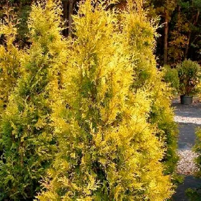 Туя ЕВРОПА ГОЛД западная в Череповце