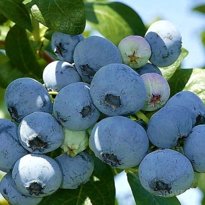 Голубика НУИ в Череповце