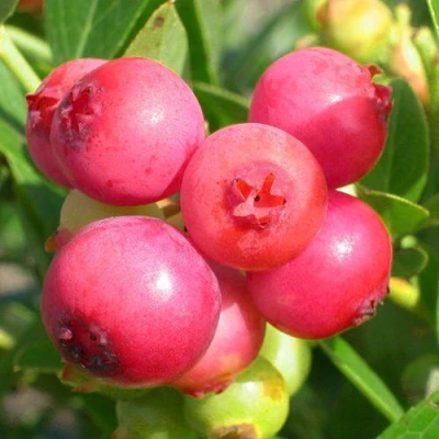 Голубика ПИНК ЛИМОНАД в Череповце