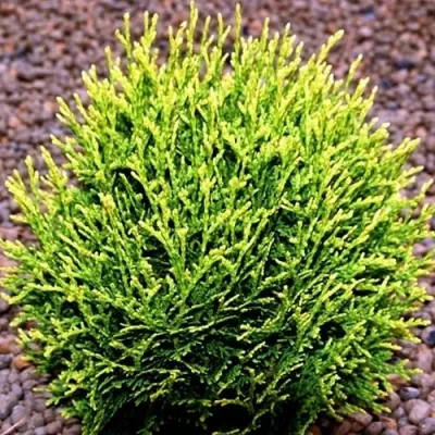 Туя ВОТЕРФИЛД западная в Череповце