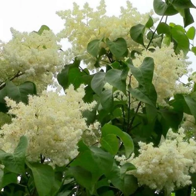Сирень АМУРСКАЯ в Череповце