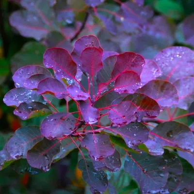 Скумпия ГРЕЙС в Череповце