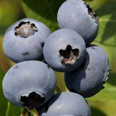 Голубика ЧАНДЛЕР в Череповце