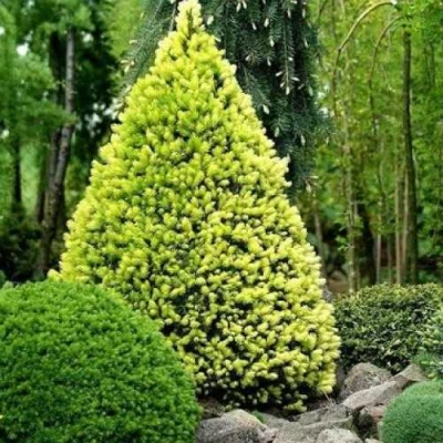 Ель РЕЙНБОУЗ ЭНД сизая в Череповце