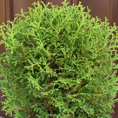 Туя ХОЗЕРИ западная в Череповце