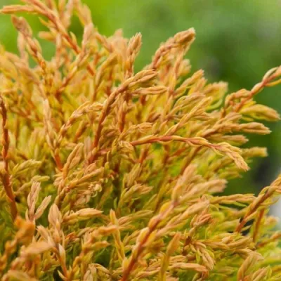 Туя ГОЛДЕН ТАФФЕТ западная в Череповце