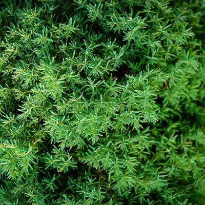 Туя ТЕДДИ западная в Череповце