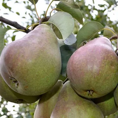 Груша БРЯНСКАЯ КРАСАВИЦА в Череповце