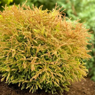 Туя ГОЛДЕН ТАФФЕТ западная в Череповце