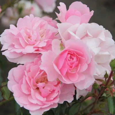 Роза БОНИКА флорибунда в Череповце