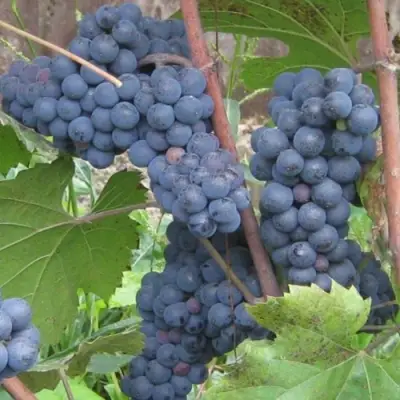 виноград Леон Мийо