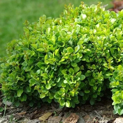 Барбарис КОБОЛЬД тунберга в Череповце