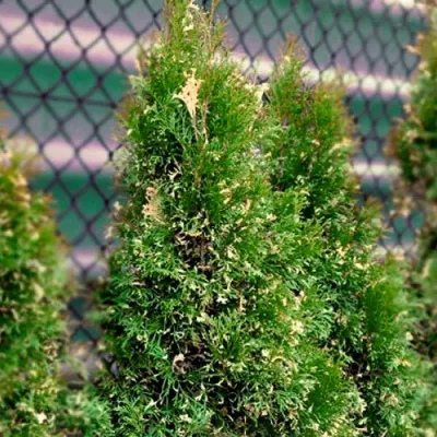 Туя СМАРАГД ВАРИЕГАТА западная в Череповце