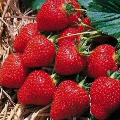 Клубника КИМБЕРЛИ в Череповце