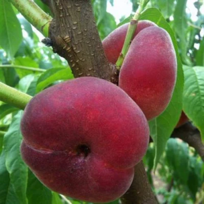 Персик АЛЕКС ИНЖИРНЫЙ в Череповце