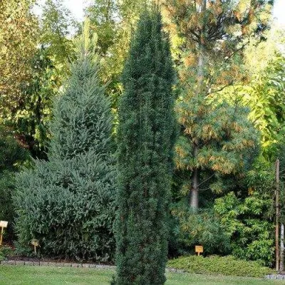 Тис ВОЙТЕК средний  в Череповце