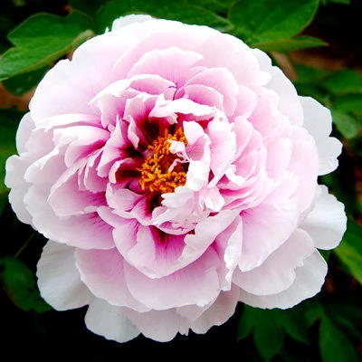 Пион ПЕРСИК ПОД СНЕГОМ древовидный в Череповце