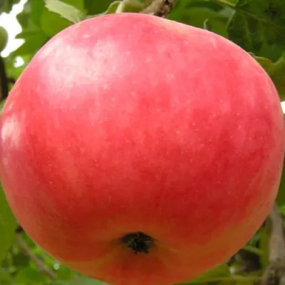 Яблоня СУЙСЛЕПСКОЕ (МАЛИНОВКА) в Череповце