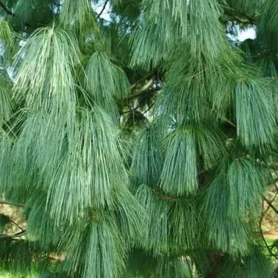 Сосна гриффита в Череповце