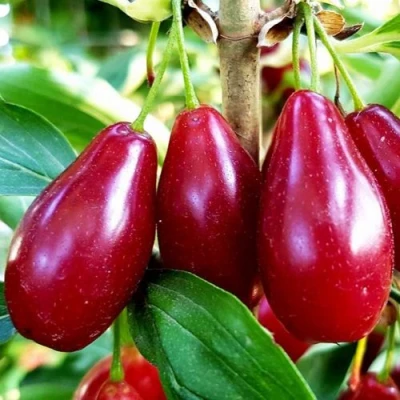 Кизил ВЛАДИМИРСКИЙ в Череповце