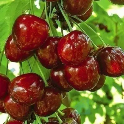 Черешня БУРЛАТ в Череповце