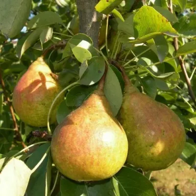 Груша ЛАДА в Череповце