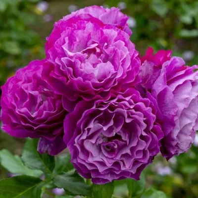 саженцы розы Блю Эден