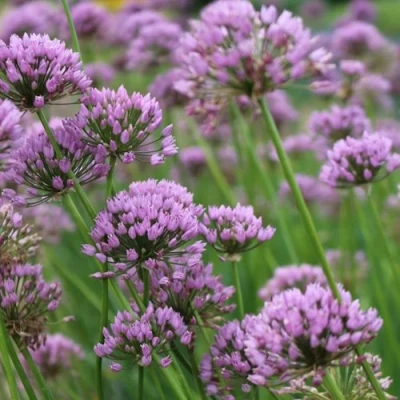 Лук угловатый в Череповце