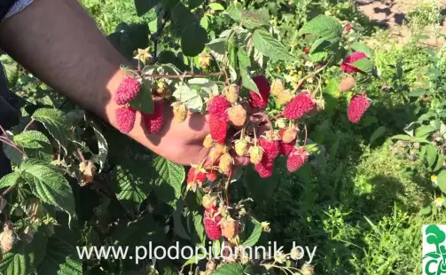 Превью видео