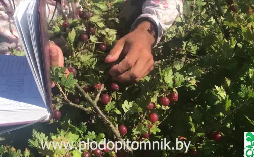 Превью видео