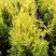 Туя ГОЛДЕН БРАБАНТ западная в Череповце