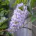 Глициния макростахия БЛЮ МУН в Череповце
