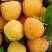 Малина БЕГЛЯНКА в Череповце