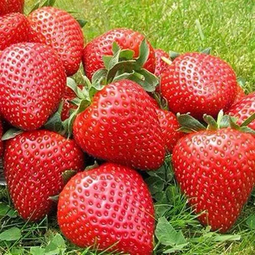 Клубника ЭЛИАНЕ  Клубника ЭЛИАНЕ в Череповце