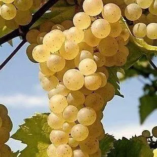 Неукрывные сорта  в Череповце