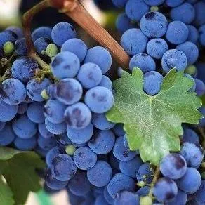 Винный  в Череповце