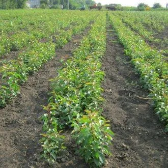 Подвой груши ДИКАЯ ГРУША  Подвой груши ДИКАЯ ГРУША в Череповце