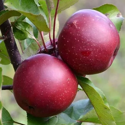 Красномясая  Красномясая в Череповце