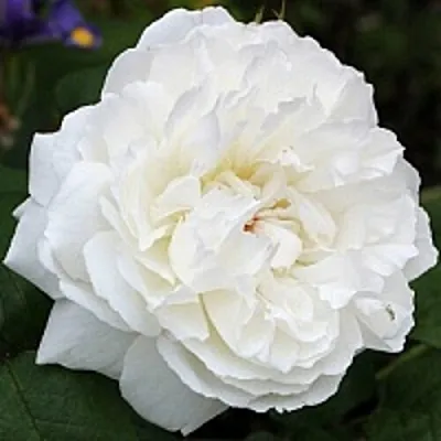 Саженцы роз ВИНЧЕСТЕР КАФЕДРАЛ английская  Саженцы роз ВИНЧЕСТЕР КАФЕДРАЛ английская в Череповце