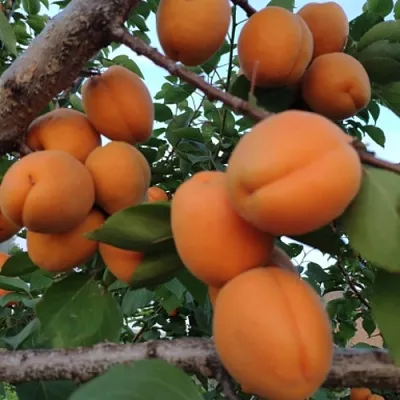 Абрикос ГОЛД РИЧ  Абрикос ГОЛД РИЧ в Череповце