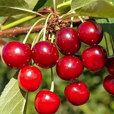 Дюк ИГРУШКА Дюк ИГРУШКА